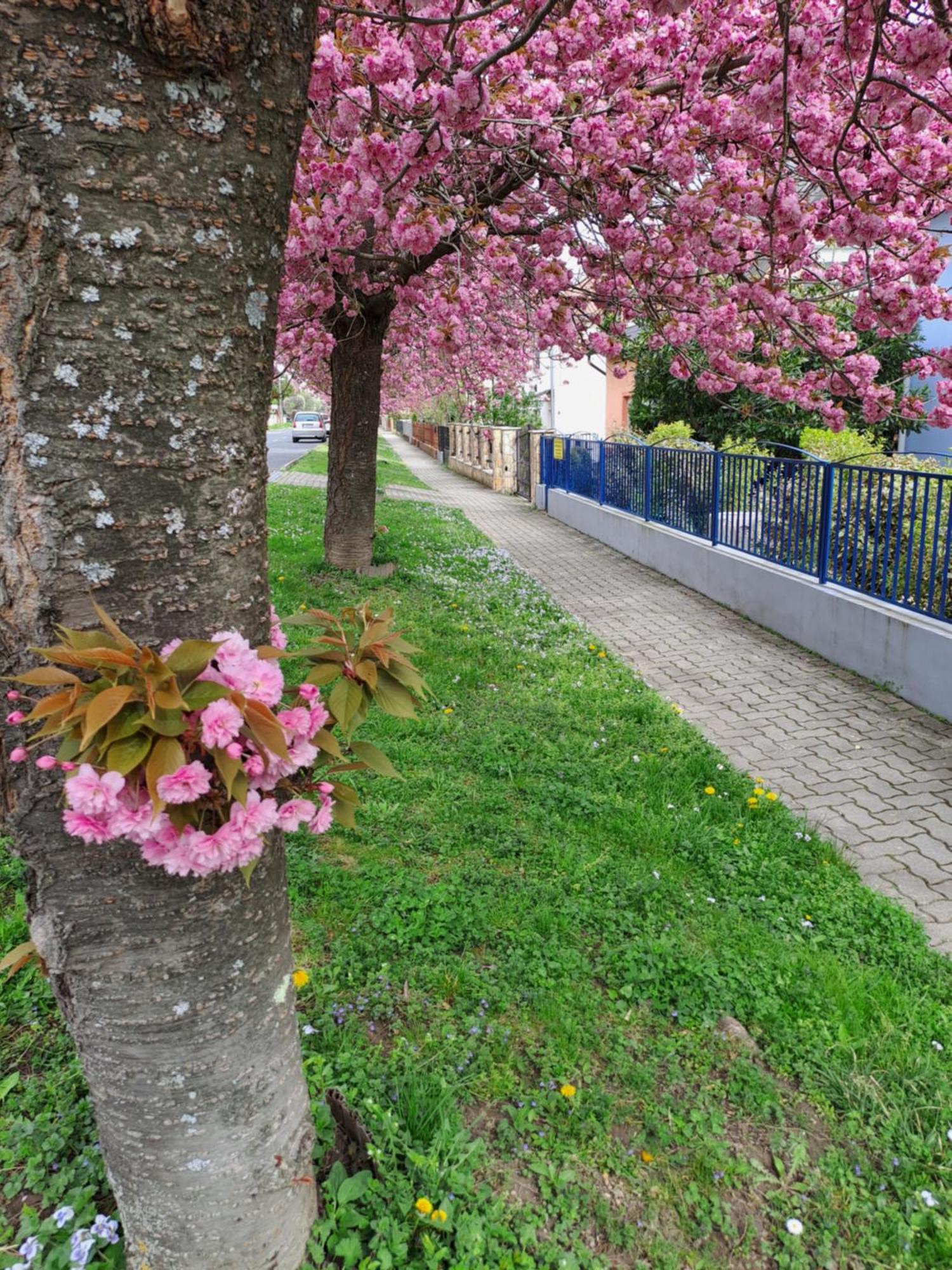 Laguna Apartmanhaz Hévíz 외부 사진